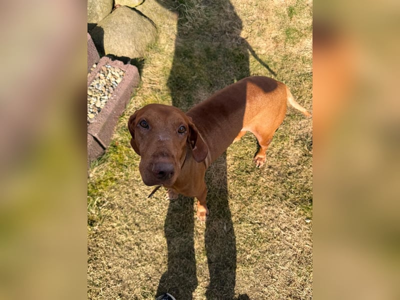 Rico ist in 15569 Woltersdorf/bei Berlin