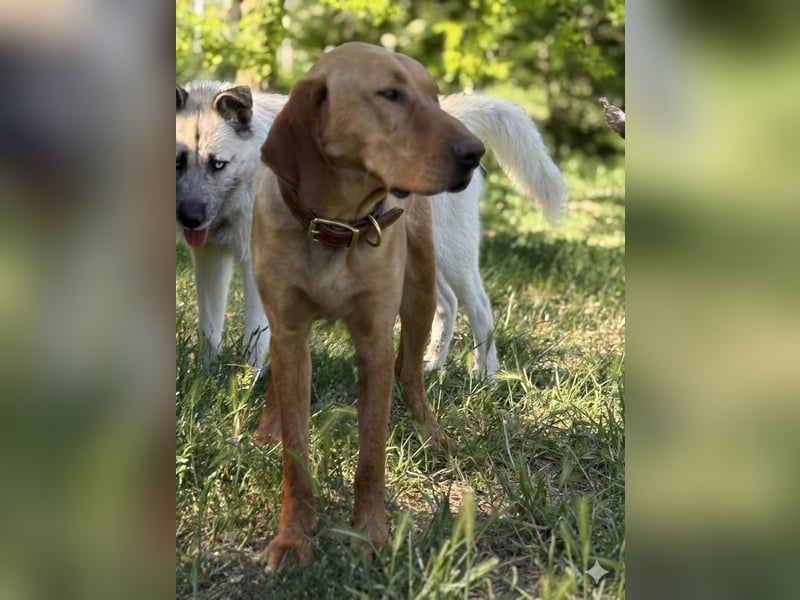 Ich heiße Vili, Magyar Vizsla-Mix