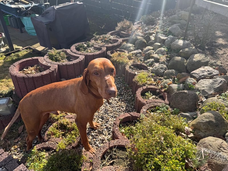 Rico ist in 15569 Woltersdorf/bei Berlin