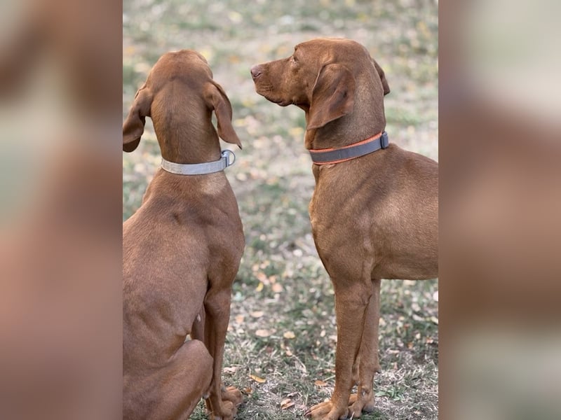 Ari - Magyar Vizsla