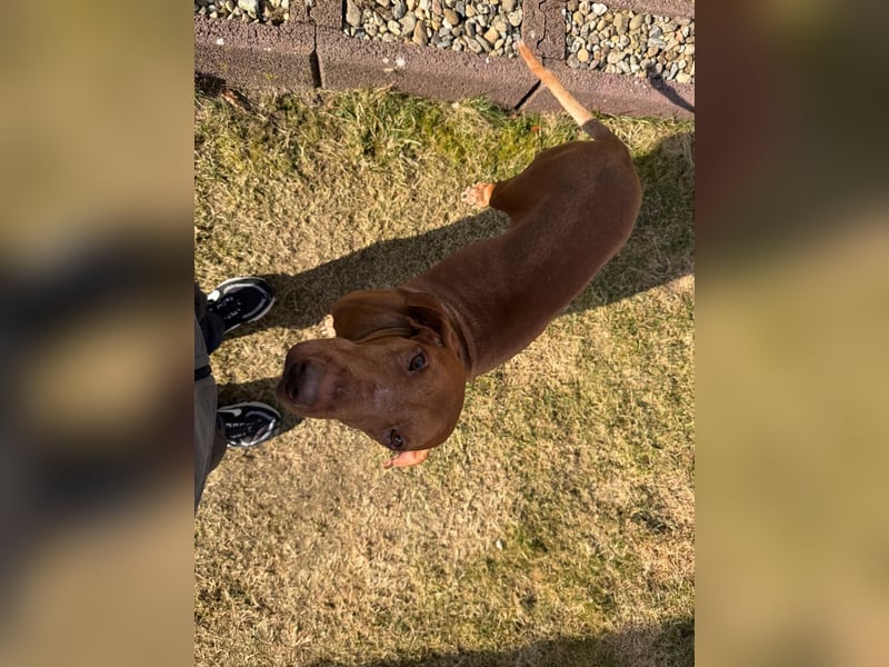 Rico ist in 15569 Woltersdorf/bei Berlin