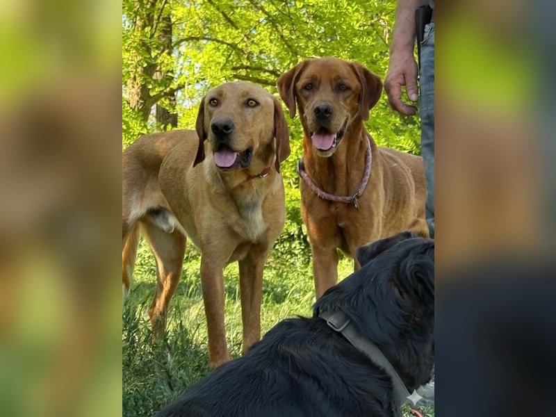 Ich heiße Vili, Magyar Vizsla-Mix