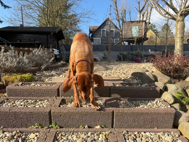 Rico ist in 15569 Woltersdorf/bei Berlin