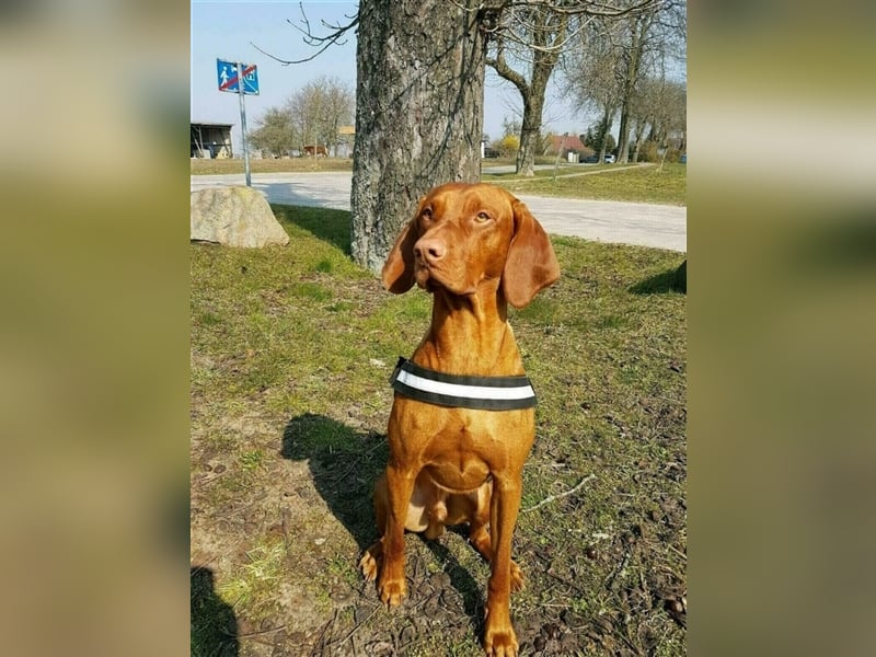 Magyar Vizsla nur als Deckrüde