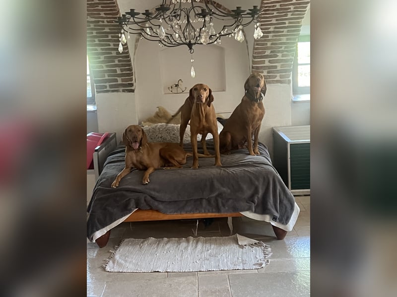 Magyar Vizsla Welpen 6.6.2026