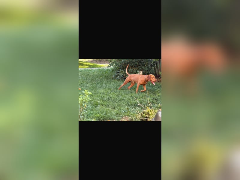 Magyar Vizsla Welpen 6.6.2026