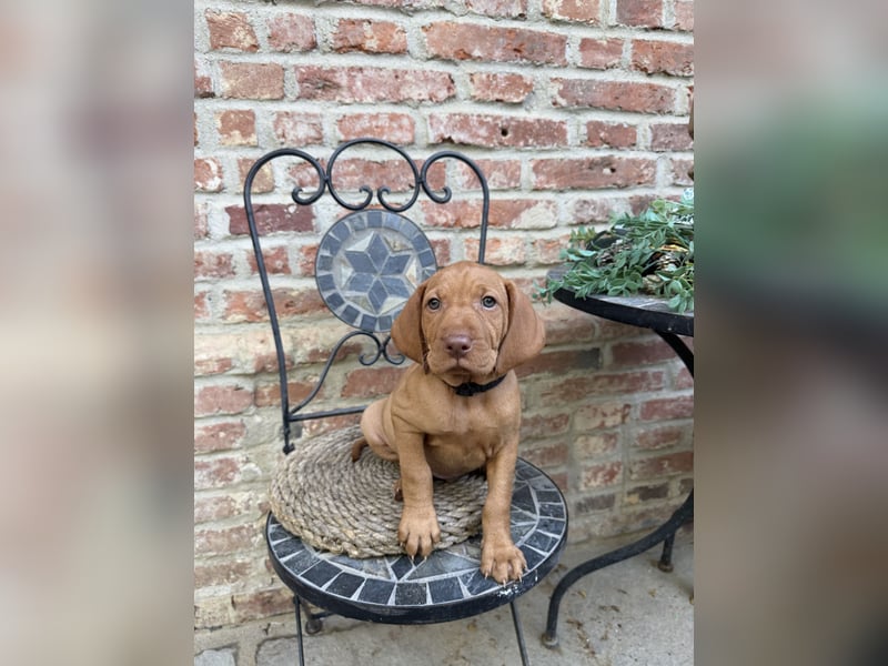 Magyar Vizsla Welpen 6.6.2026
