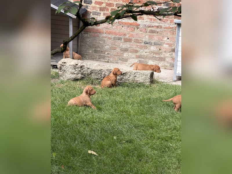 Magyar Vizsla Welpen 6.6.2026