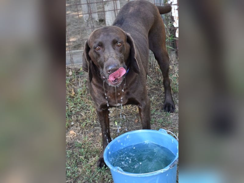 Togo - wo sind die Vizsla Liebhaber?