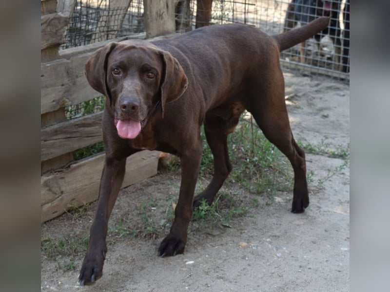 Togo - wo sind die Vizsla Liebhaber?