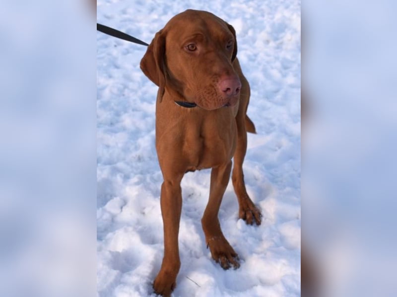 Jada - anhänglich und lebensfroh