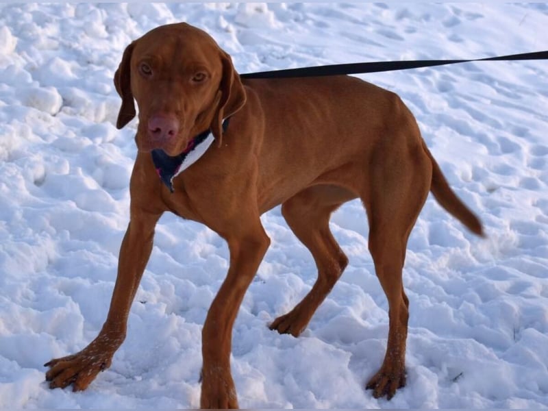 Jada - anhänglich und lebensfroh