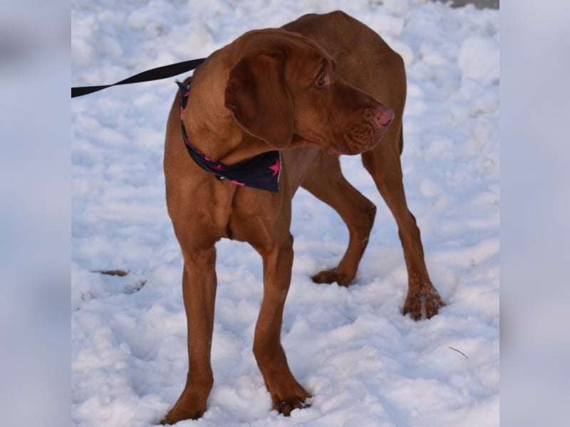 Jada - anhänglich und lebensfroh