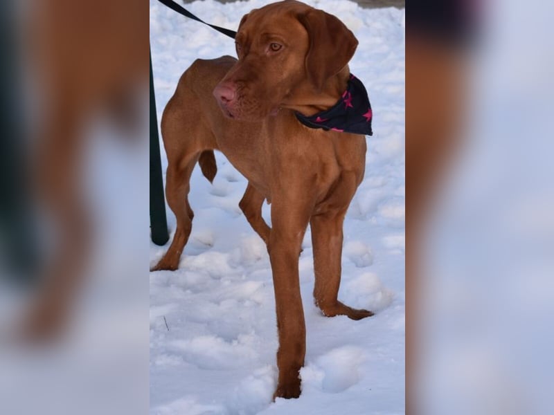 Jada - anhänglich und lebensfroh