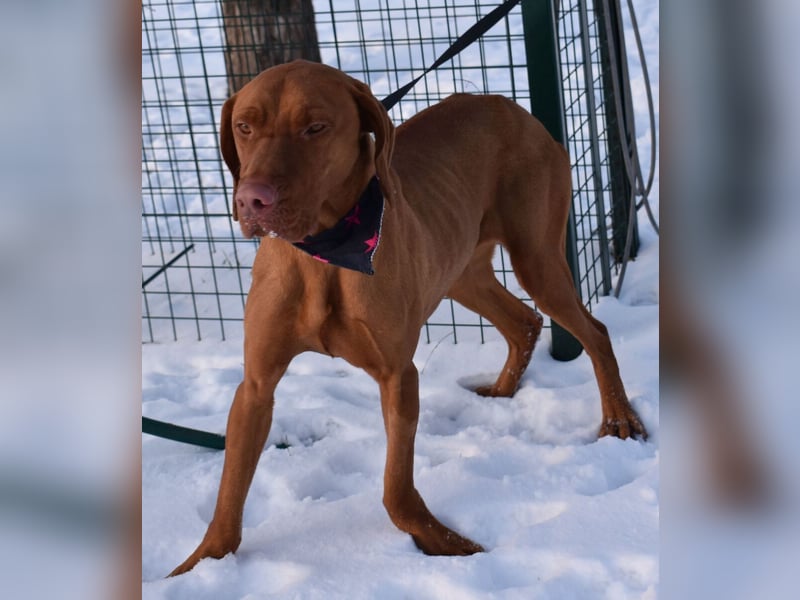 Jada - anhänglich und lebensfroh