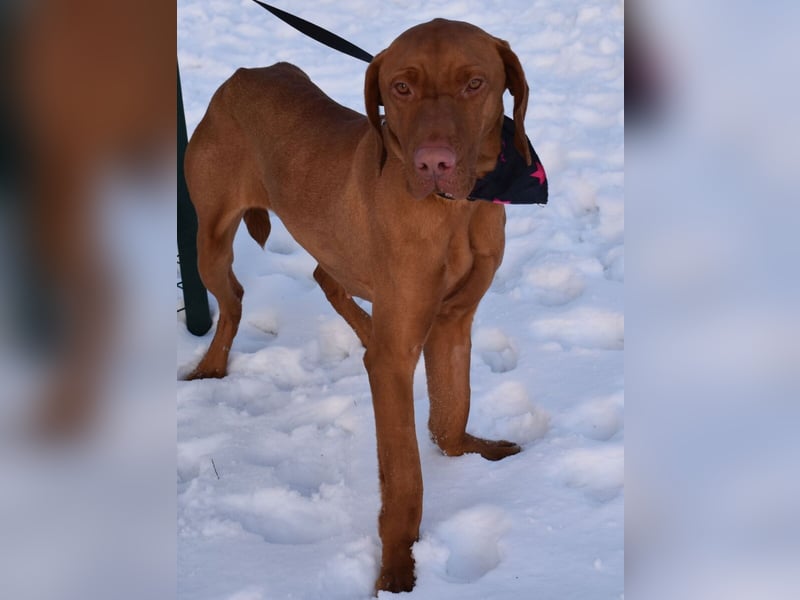 Jada - anhänglich und lebensfroh