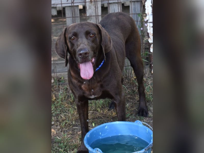 Togo - wo sind die Vizsla Liebhaber?