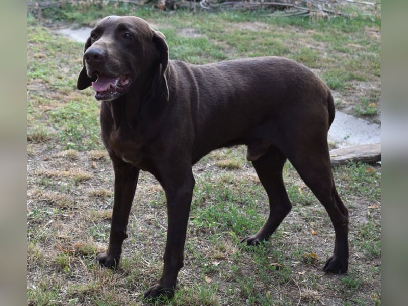 Togo - wo sind die Vizsla Liebhaber?