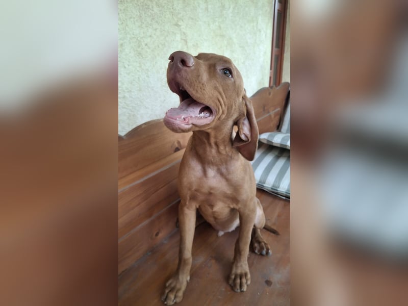 Magyar Vizsla Rüden