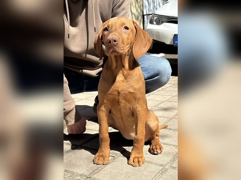 15 Wochen alte Magyar Vizsla Hündin
