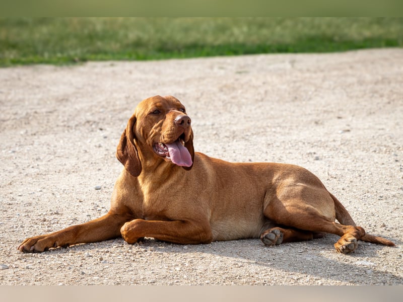 Magyar Vizsla Welpen mit FCI-Papieren