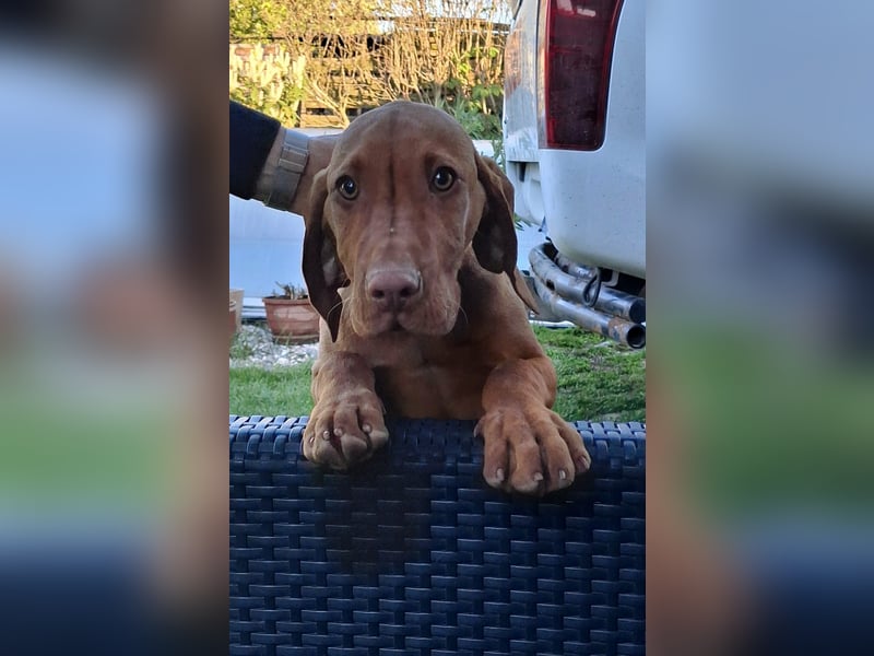 17 Wochen alte Magyar Vizsla Hündin