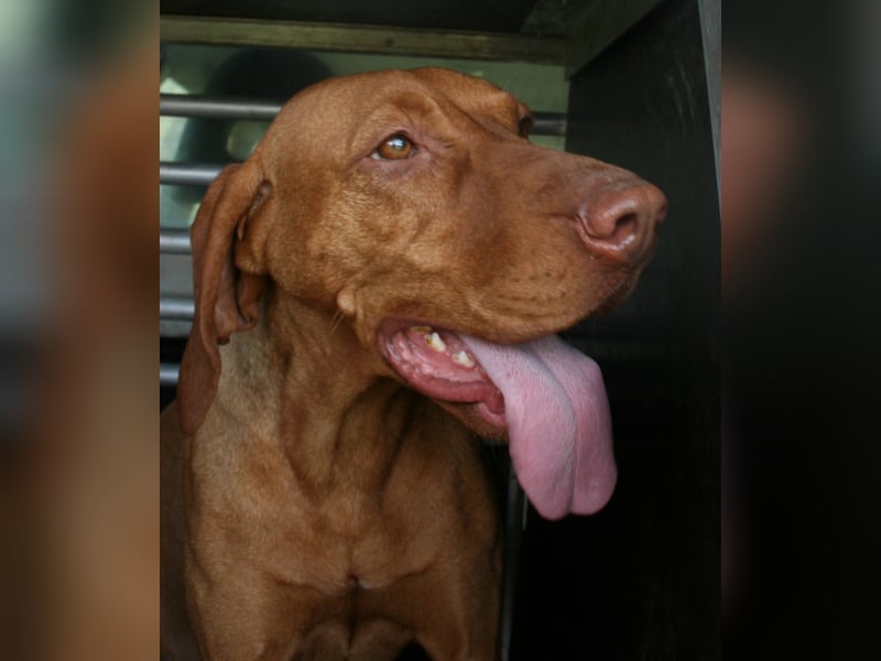 Magyar Vizsla Welpen