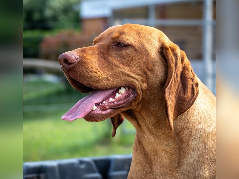 Magyar Vizsla Welpen mit FCI-Papieren