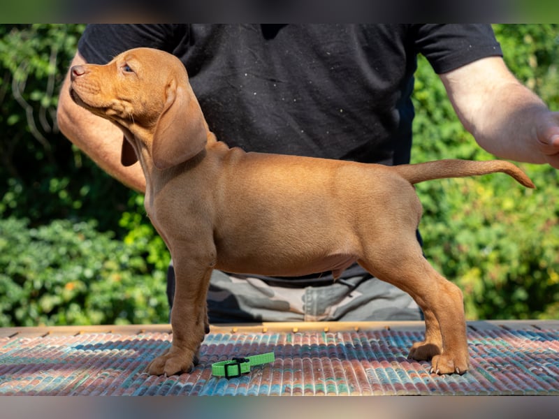 Magyar Vizsla Welpen mit FCI-Papieren