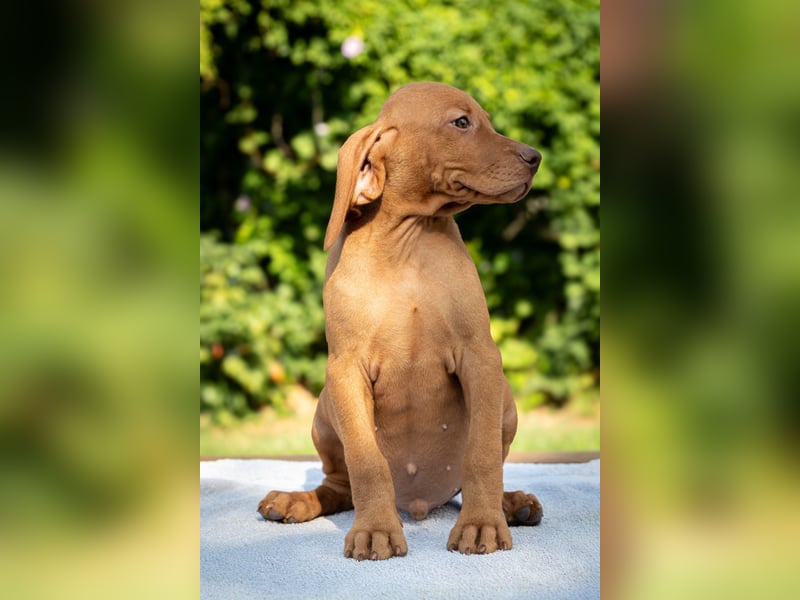 Magyar Vizsla Welpen mit FCI-Papieren