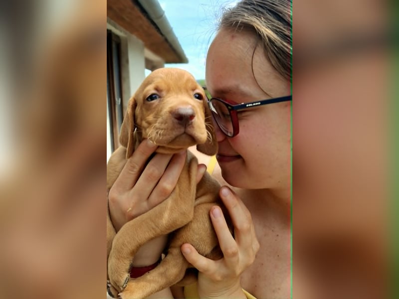 Magyar Vizsla Welpen mit FCI-Papieren