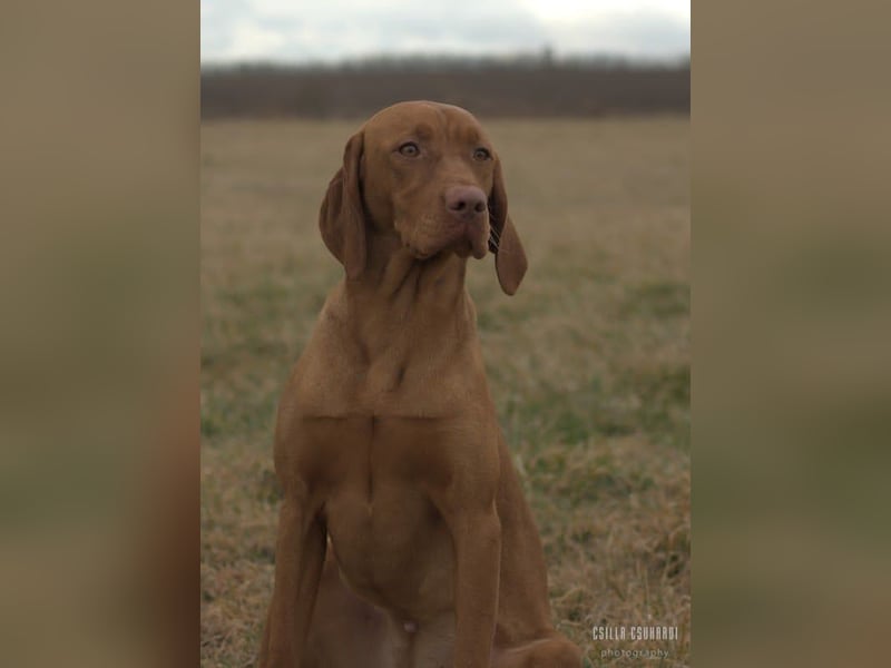 Magyar Vizsla Welpen mit FCI-Papieren