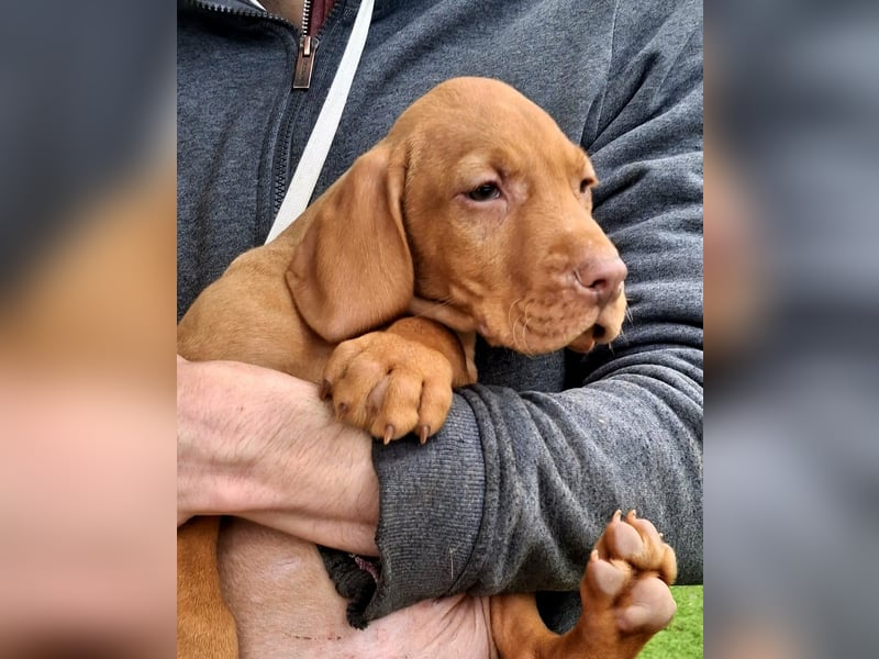 Magyar Vizsla Welpe (Rüde)