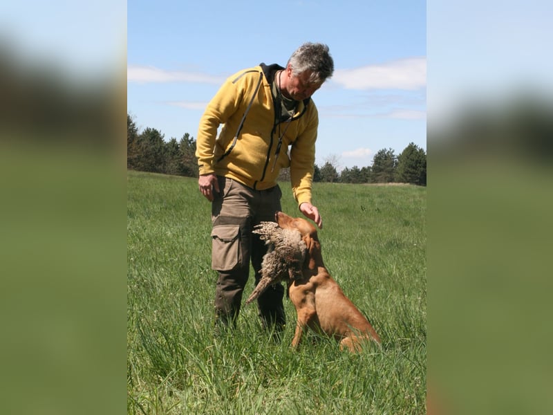 Magyar Vizsla Welpen