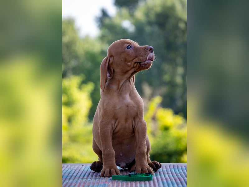 Magyar Vizsla Welpen mit FCI-Papieren