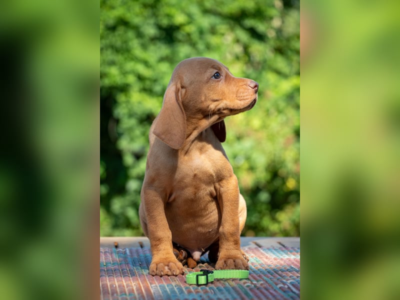 Magyar Vizsla Welpen mit FCI-Papieren