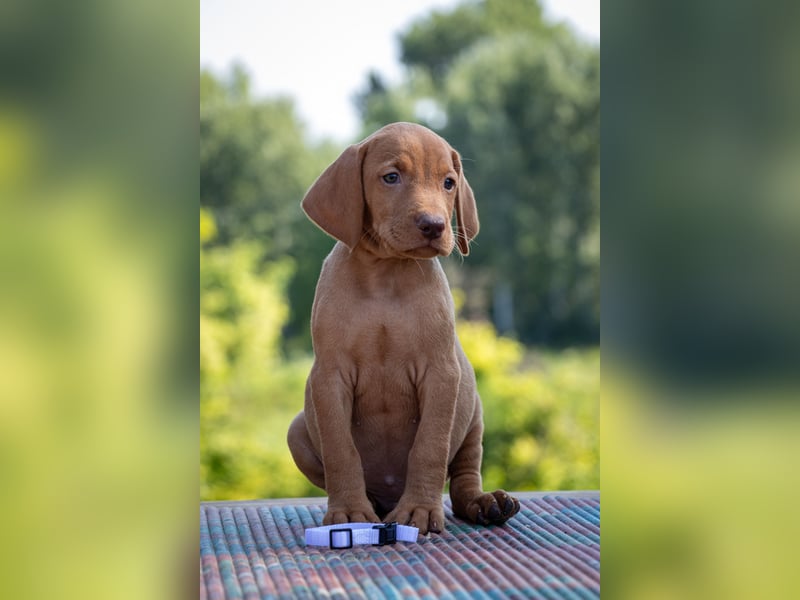 Magyar Vizsla Welpen mit FCI-Papieren