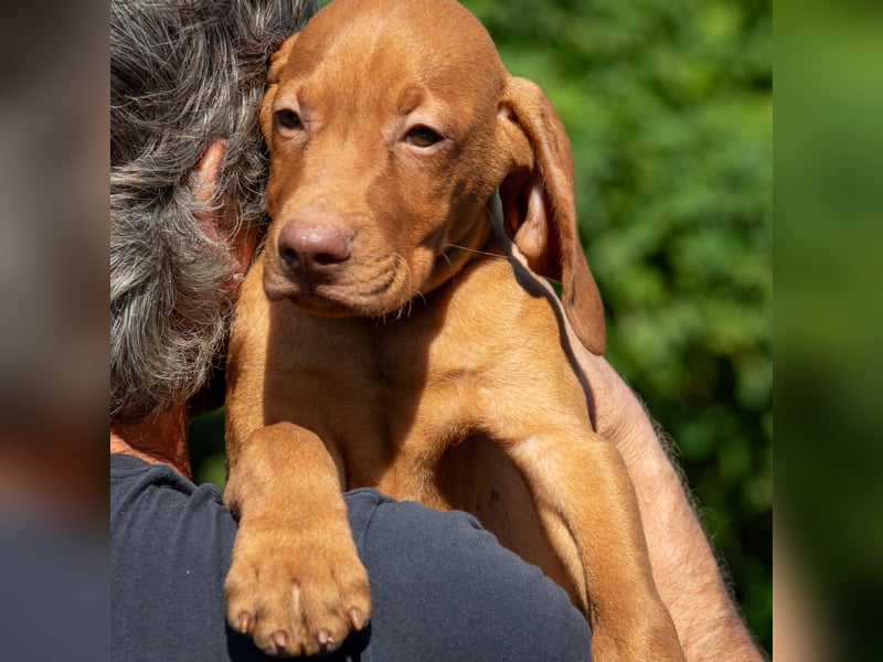 Magyar Vizsla Welpen mit FCI-Papieren