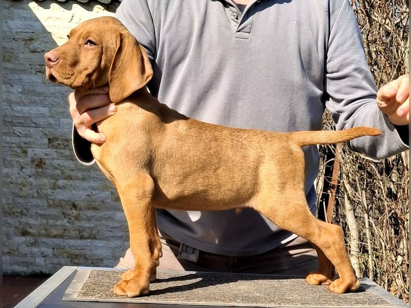 Magyar Vizsla Welpe mit FCI-Papieren
