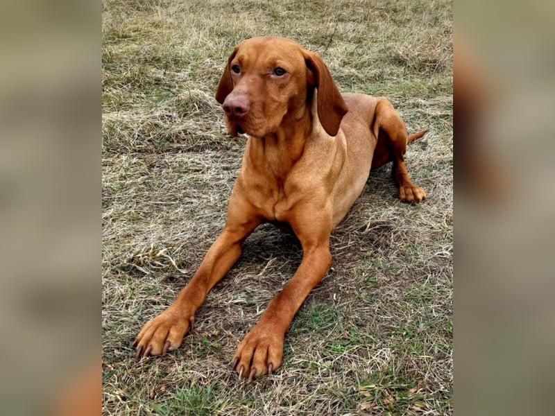 Magyar Vizsla Welpen