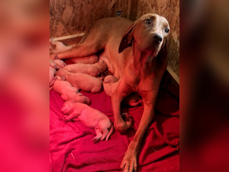 Magyar Vizsla Welpen mit FCI-Papieren