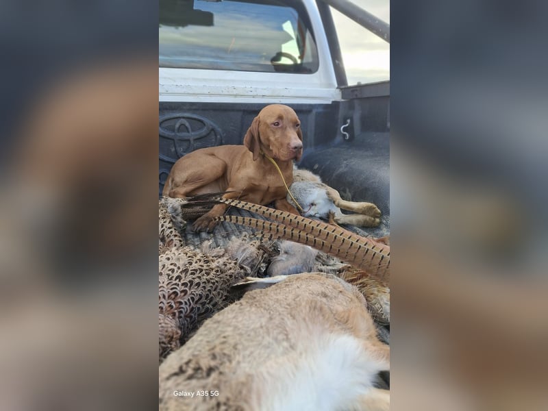 Magyar Vizsla Welpen mit FCI-Papieren