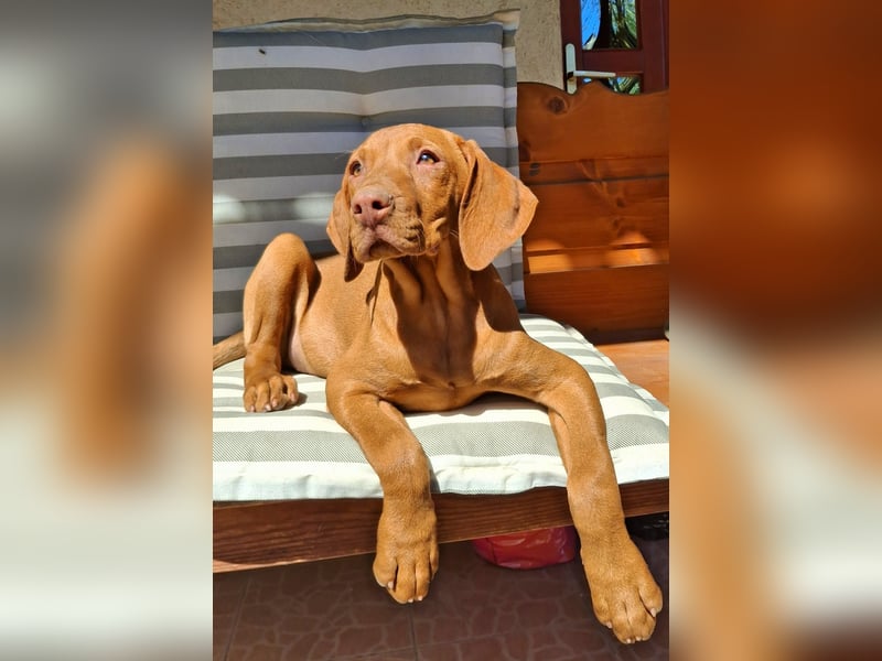 15 Wochen alte Magyar Vizsla Hündin