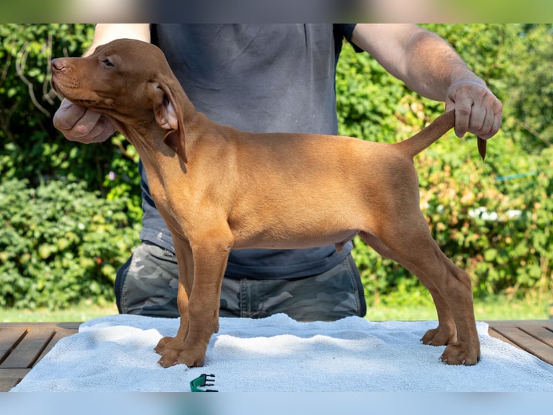 Magyar Vizsla Welpen mit FCI-Papieren