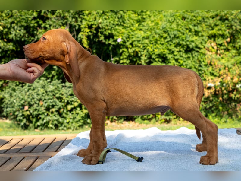 Magyar Vizsla Welpe