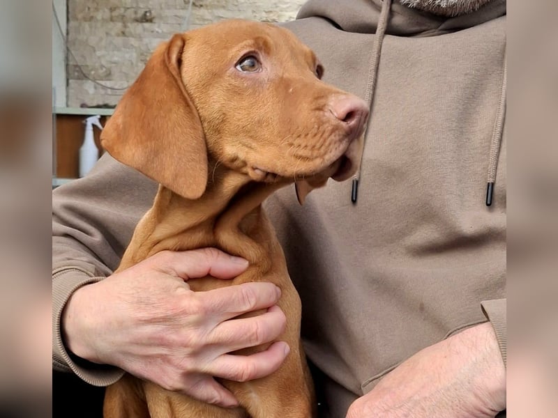 Magyar Vizsla Welpe (Hündin) mit FCI-Papieren