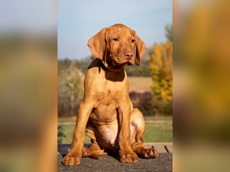 Magyar Vizsla Welpen TORDA und TARDOS