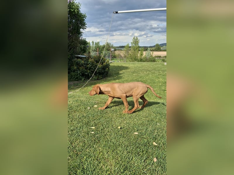17 Wochen alte Magyar Vizsla Hündin