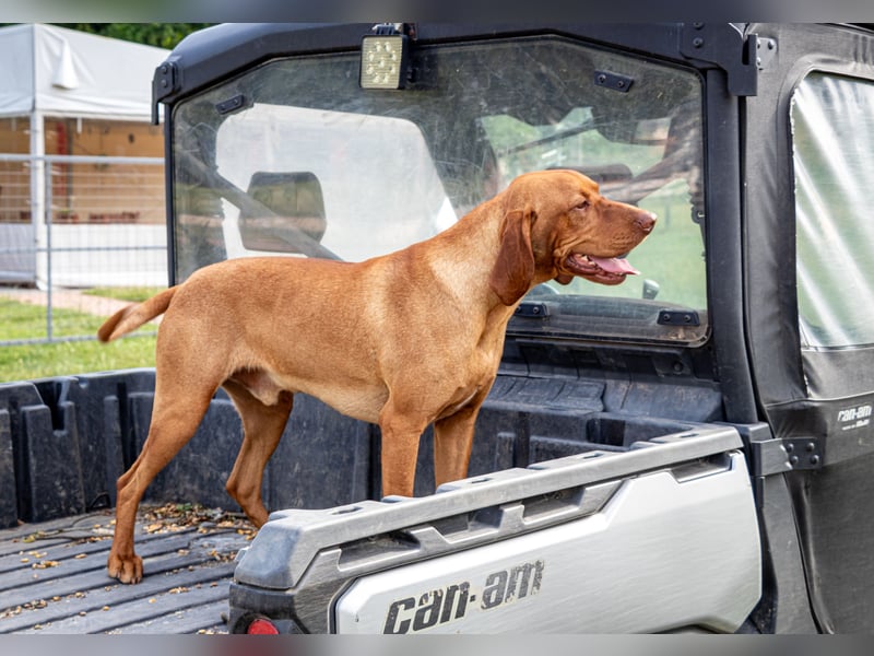 Magyar Vizsla Welpen mit FCI-Papieren