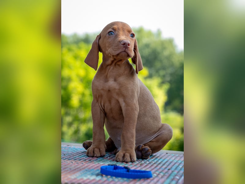Magyar Vizsla Welpen mit FCI-Papieren